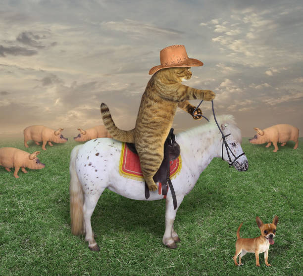 istock Cat cowboy with his dog on the ranch 1011422032