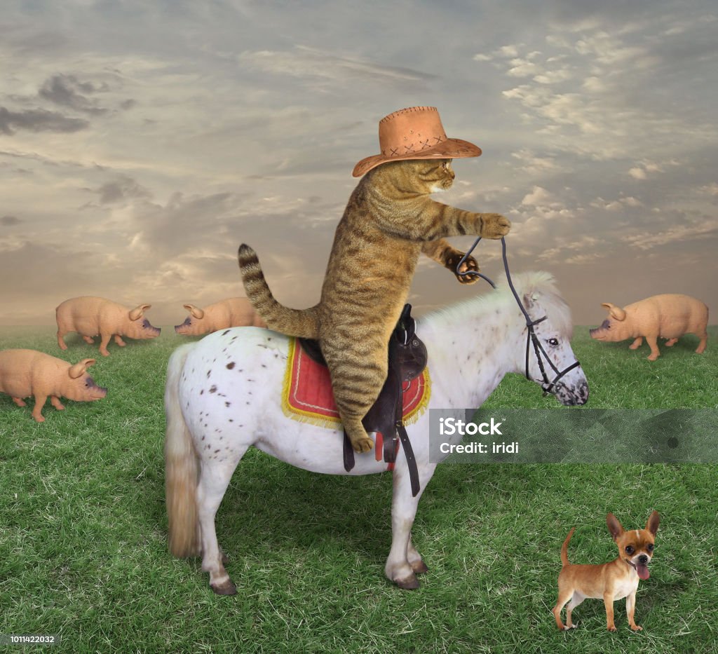 Cat cowboy with his dog on the ranch The cat cowboy with his dog are guarding a herd of pigs on the ranch. Dog Stock Photo