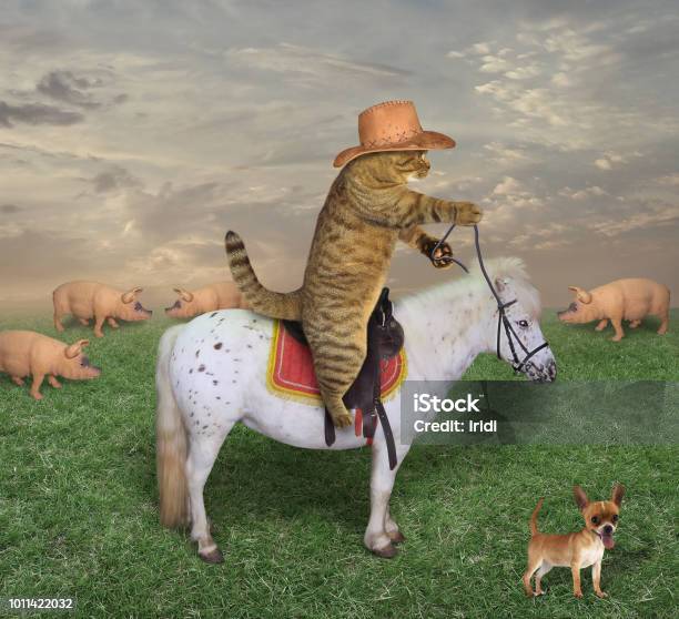 Cat Cowboy With His Dog On The Ranch Stock Photo - Download Image Now - Dog, Farm, Domestic Cat