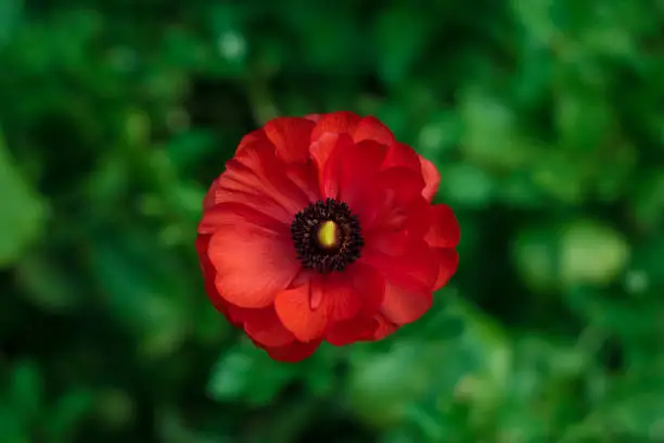 Red flower on green backround