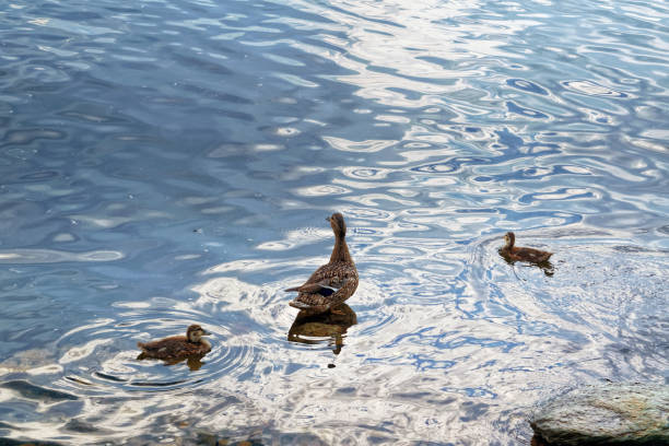 istock A wild duck with a brood of ducklings 1011422660