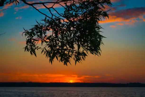 Tree on the lake at sunset