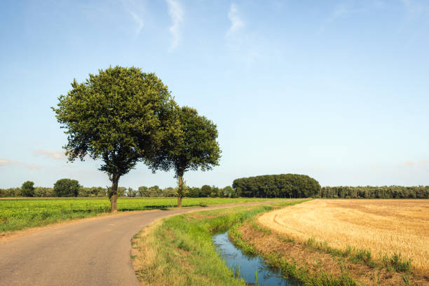 Two trees next to a curved asphalt country road and a bright yellow stubble field after harvesting of the wheat and the straw. It is in the middle of a hot and sunny day in the Dutch summer season now.