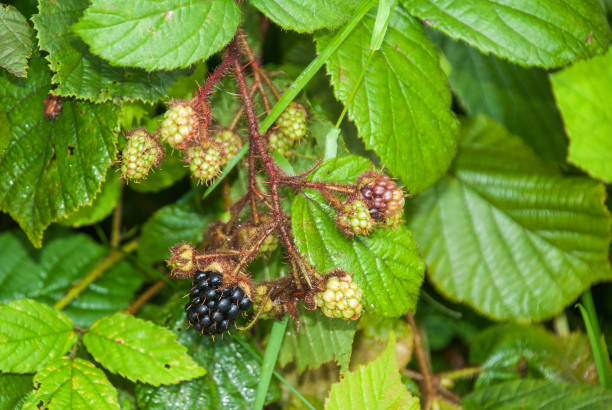 istock bunch of unripe blackberries on dewberry 1011432854
