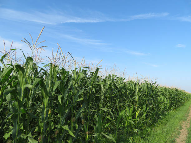 istock Green corn field and blue sky with clouds 1011434198