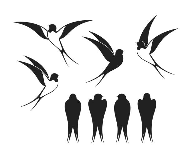 ilustrações, clipart, desenhos animados e ícones de logotipo da andorinha. swallow isolado sobre background branco. pássaro - andorinha