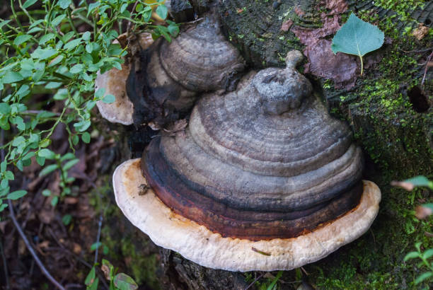istock Unedged mushrooms growing on a tree trunk 1011437242