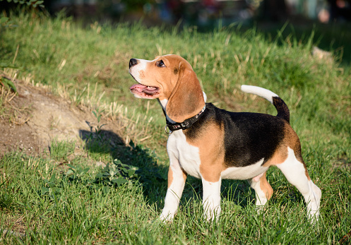 Beautiful Tricolor Puppy Of English Beagle stay On Green Grass. Beagle Is A Breed Of Small Hound, Similar In Appearance To The Much Larger Foxhound.