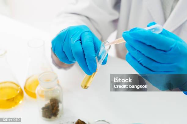 Ricerca Sulla Marijuana In Laboratorio - Fotografie stock e altre immagini di Laboratorio - Laboratorio, Ricerca, Scienza