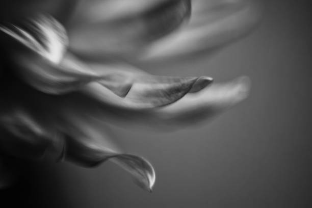 Monochrome abstract background. Modern art, poster for interior design