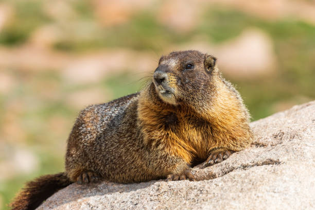 istock Yellow-bellied Marmot 1011462124