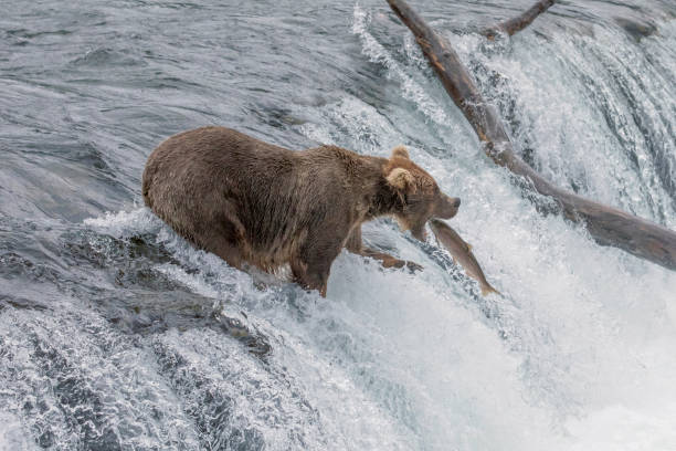 Brown Bear Catching Salmon at Brooks Falls in Alaska Brown Bear Catching Salmon at Brooks Falls in Alaska brown bear catching salmon stock pictures, royalty-free photos & images