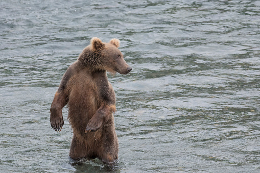 Brown Bear standing in river