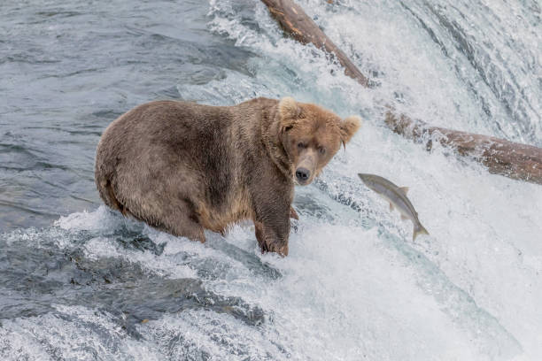 istock Daydreaming - Brown Bear not paying attention while a Salmon leaps in front of it at Brooks Falls in Alaska 1011462170