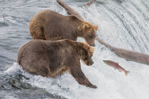 istock Two Brown Bear Watching a Salmon at Brooks Falls in Alaska 1011462190