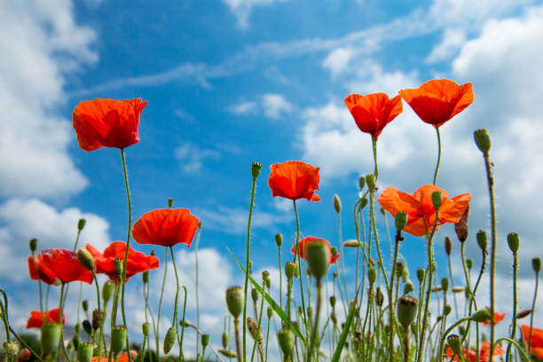 istock poppy flowers under blue sky and sunlight 1011478068