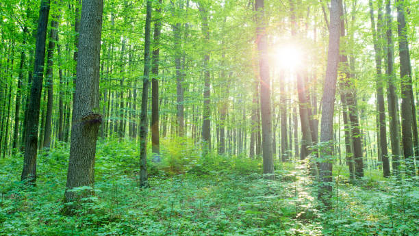istock forest trees. nature green wood sunlight backgrounds 1011482386