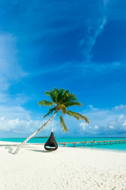 istock tropical beach in Maldives with few palm trees and blue lagoon 1011482388