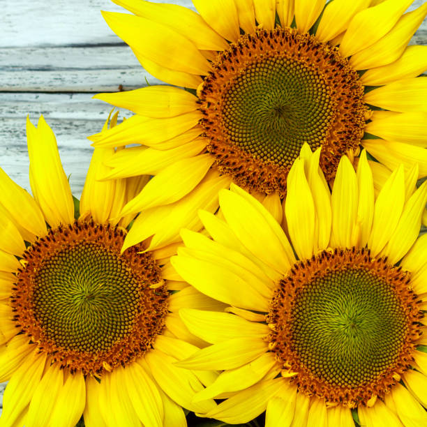 istock autumn background with sunflowers on a wooden board 1011482920