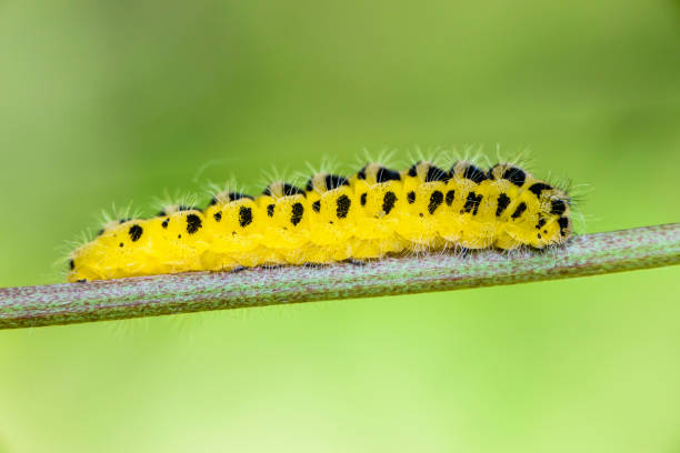 istock Caterpillar butterfly yellow flowers with black spots 1011487062