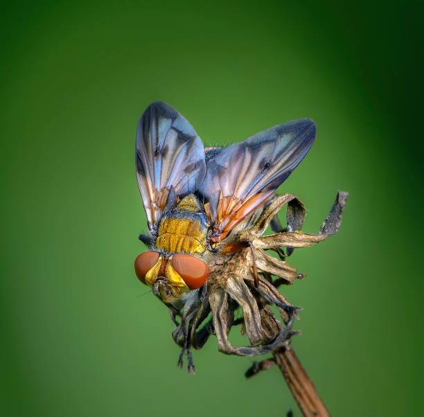 istock Tahina fly sits on the bud of  plants 1011489908