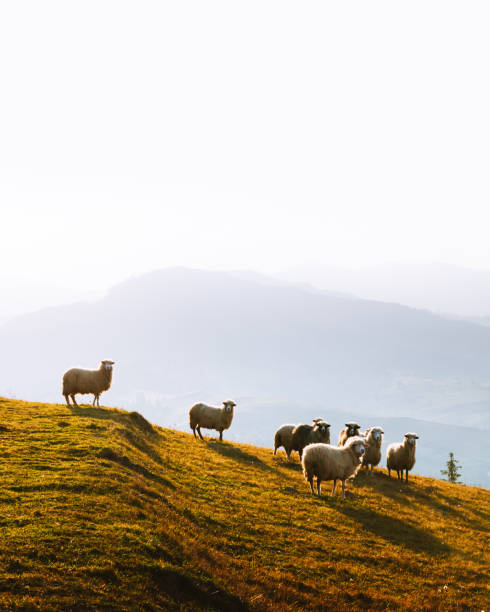 istock Herd of sheeps in autumn mountains 1011490616