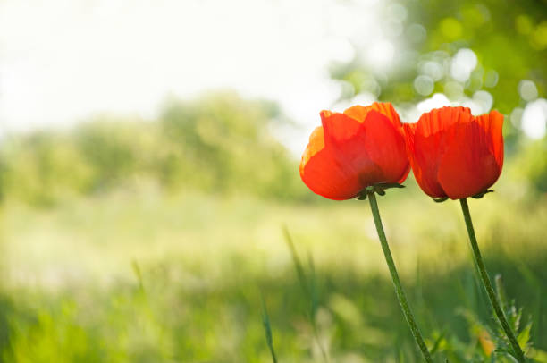 hermosas amapolas rojas en el campo - flower red poppy sky fotografías e imágenes de stock