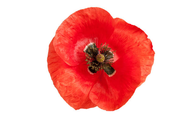 istock bright red poppy flower isolated on white ,top view 1011491916
