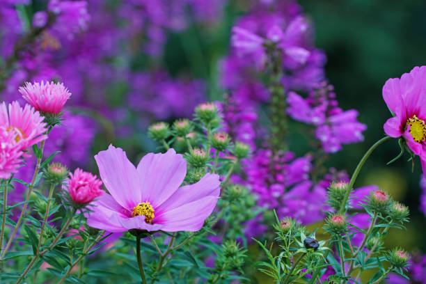 Asters, dahlias, false dragonhead and garden cosmos, Germany, Eifel.\nPlease see more similar asters, dahlias, false dragonhead and garden cosmos pictures of my portfolio. Thank you!