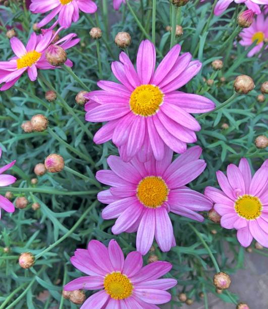 istock Purple Marguerite field 1011506640