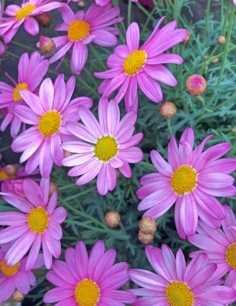 istock Purple Marguerite field 1011506644