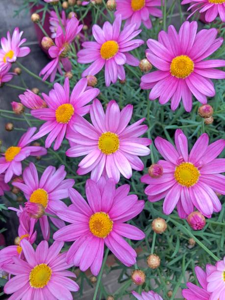 istock Purple Marguerite field 1011506656