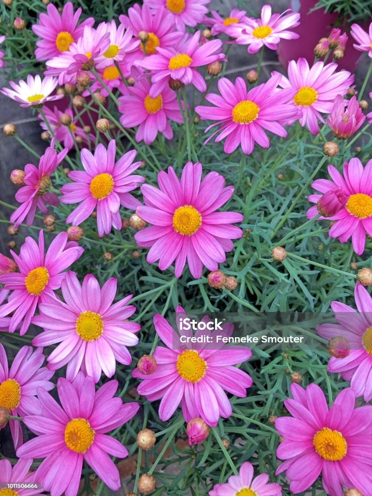 Purple Marguerite Field Stock Photo - Download Image Now - Agricultural ...