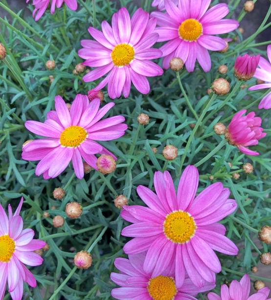 istock Purple Marguerite field 1011506698