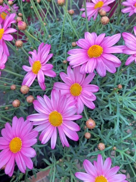 istock Purple Marguerite field 1011506718