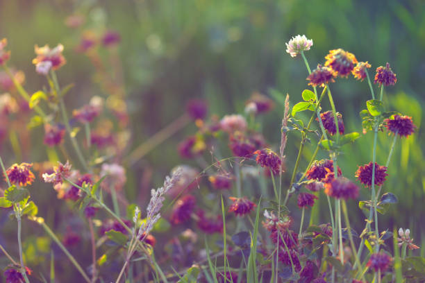 istock sunset in the field 1011514990
