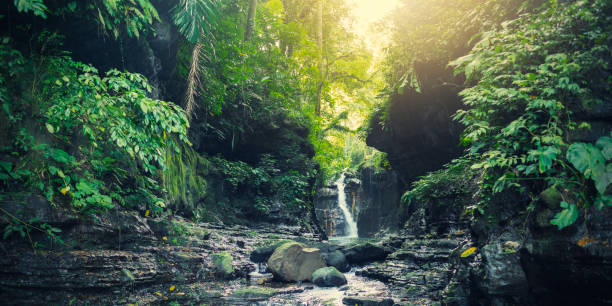 Photo of Waterfall in a tropical forest