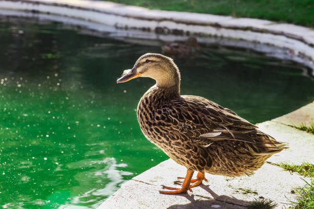 o pato vai nadar no lago em um dia ensolarado de primavera - preparation starting block concepts green - fotografias e filmes do acervo