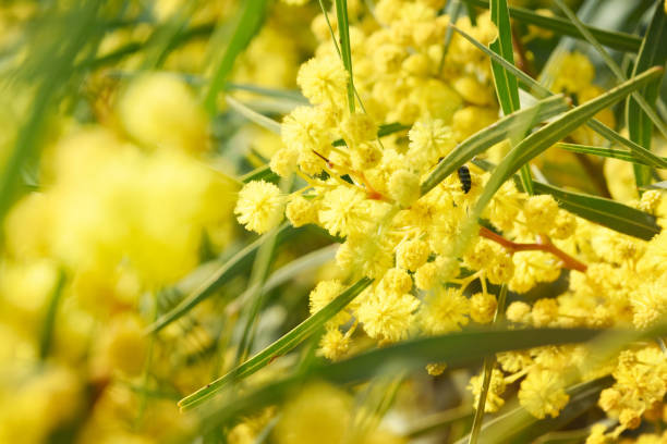 istock Blooming mimosa branches against the sky 1011521556