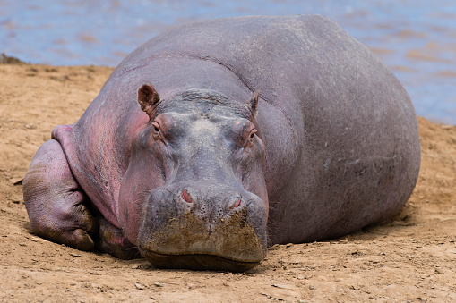 One big hippo near river. Hippopotamus amphibius in natural habitat. Conservation status: Vulnerable. Masai Mara national park, Kenya, Africa.