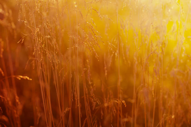 istock sunset in the field 1011523470
