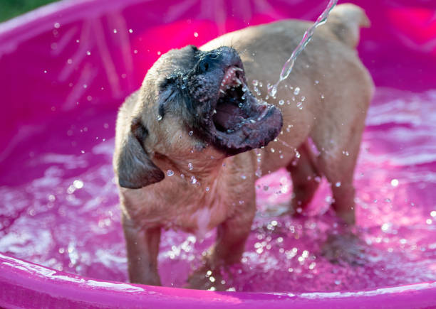 A blind bulldog puppy biting at water and playing in a kiddie pool