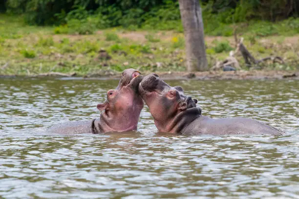 Photo of Young Hippos playing, Africa