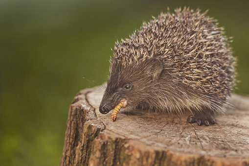 Wild european hedgehog eating grub