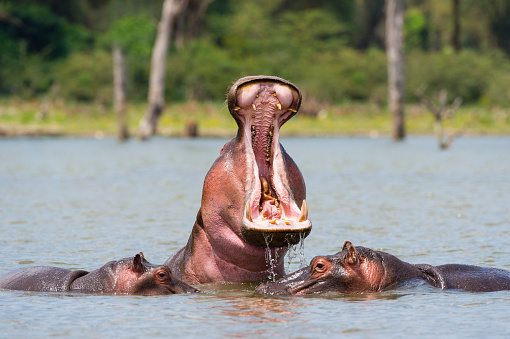 Three hippos in lake. Hippopotamus amphibius in natural habitat. Conservation status: Vulnerable. Lake Naivasha, Kenya, Africa.