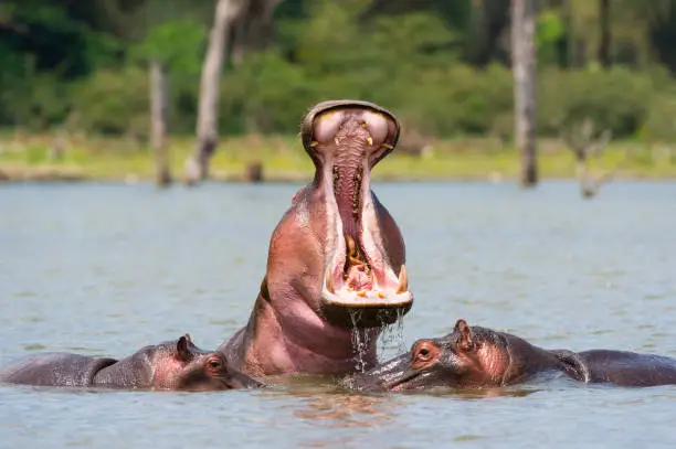 Photo of Hippo mouth open in water, Africa