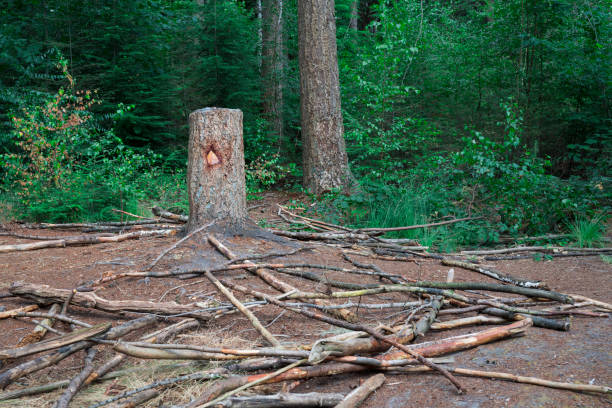 forest, woods in Chaam, Holland