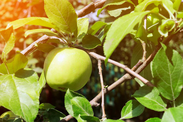 istock apple on a branch between leaves, in a ray of sunshine 1011529398