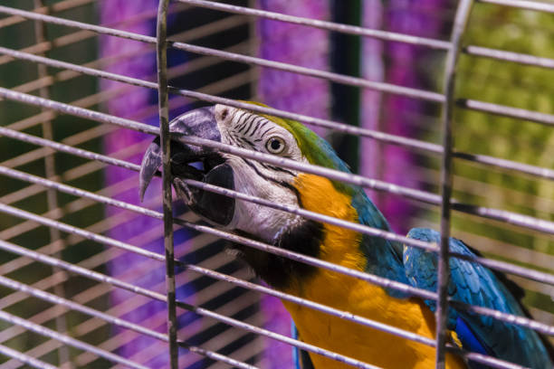 Big colorful parrot in the white cage