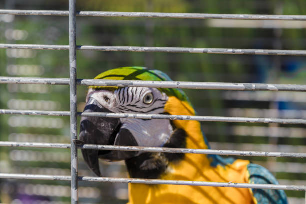 Big colorful parrot in the white cage